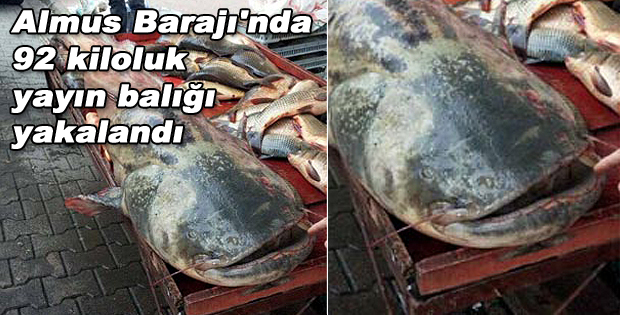Almus Barajı'nda 92 kiloluk yayın balığı yakalandı