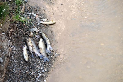 Behzat Deresi'ndeki Şüpheli Balık Ölümleri