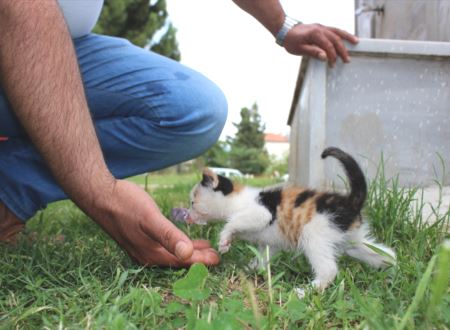 Bir Kedi Kurtarma Operasyonuda Erbaa'dan