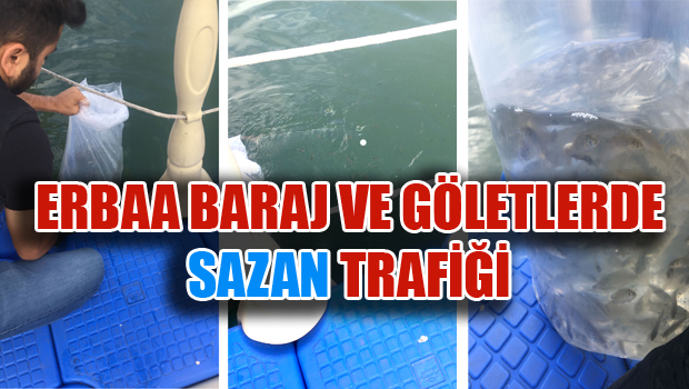 Erbaa Baraj ve Göletleri Binlerce Sazan Balığına Ev Sahipliği Yapacak