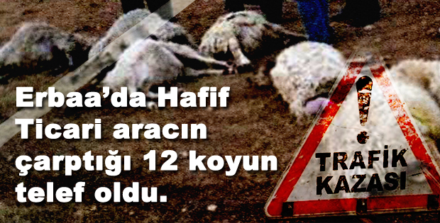 Erbaa’da Hafif Ticari aracın çarptığı sürüde 12 koyun telef oldu.