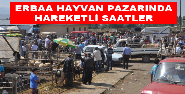 Erbaa'da Hayvan Pazarı