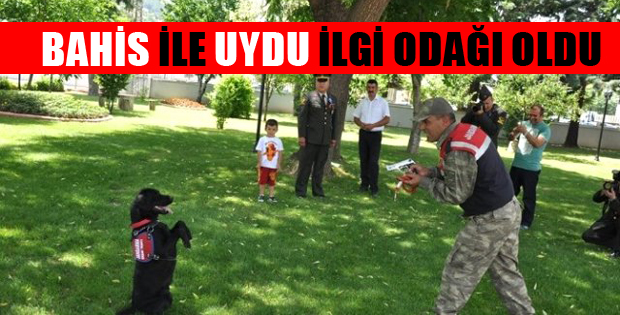 Jandarmanın Eğitimli Köpeklerinin Gösterisi Alkış Topladı