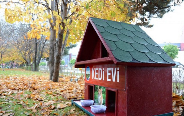 TOKAT'TA SOKAK KEDİLERİ EVLERİNE KAVUŞTU