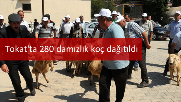 Tokat'ta 280 damızlık koç dağıtıldı