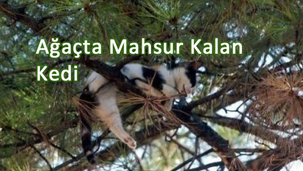 Tokat'ta Ağaçta Mahsur Kalan Kediyi İtfaiye Kurtardı