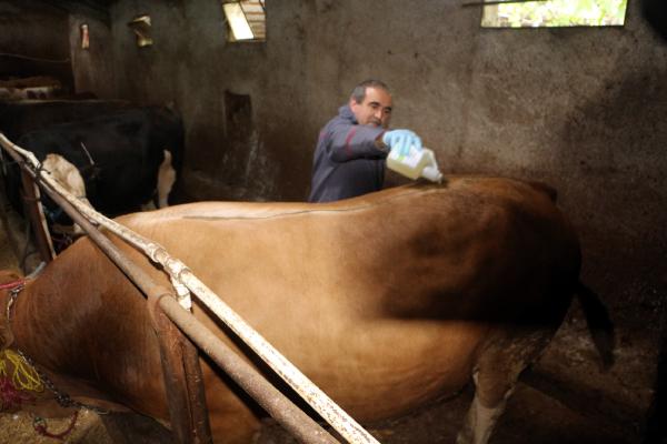Tokat'ta şap hastalığı nedeniyle hayvan pazarları kapatıldı