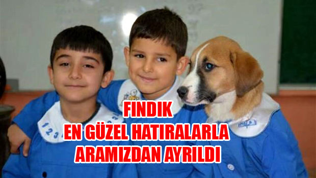 ÜZDÜN BİZİ FINDIK