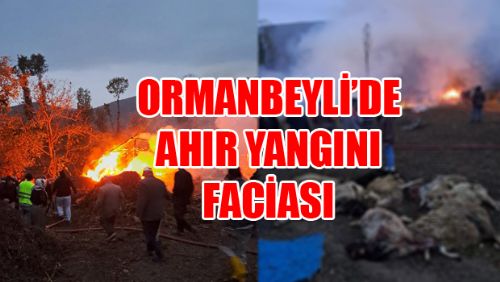 Ahır yangınında 50 koyun öldü