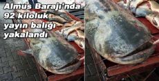 Almus Barajı'nda 92 kiloluk yayın balığı yakalandı