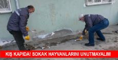 BU KIŞ SAHİPSİZ SOKAK HAYVANLARINI UNUTMAYALIM!