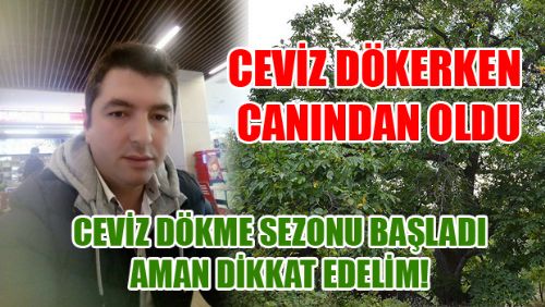 CEVİZ AĞACINDAN DÜŞEN ADAM HAYATINI KAYBETTİ