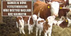 DAMIZLIK DÜVE YETİŞTİRİCİLERİNE HİBE