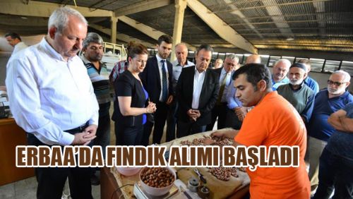 ERBAA'DA FINDIK ALIMI BAŞLADI