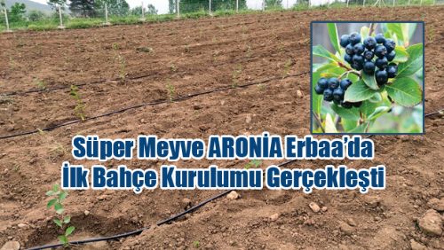 Erbaa'da İlk Aronya Bahçesi Koçak Köyünde Kuruldu