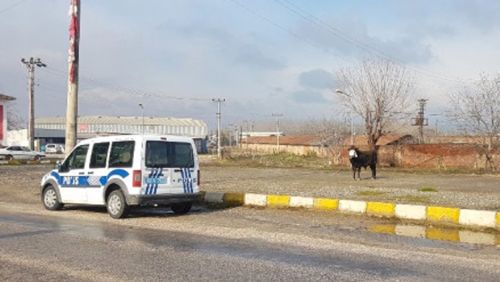 Erbaa'da Kaçan Boğa Alarmı