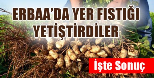 Erbaa'da Yer Fıstığı Üretimi Projesi