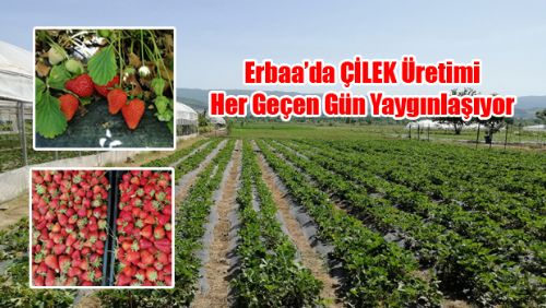 Erbaa'da çilek üretimi her geçen gün artıyor