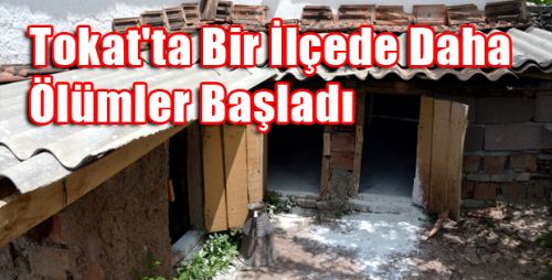 Hepsi Toplandı Belirli Bir Yere Gömüldü