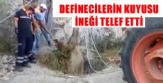 İNEK DEFİNECİLERİN KURBANI OLDU