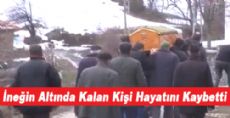 İneğin Ezip Geçtiği Kişi Öldü