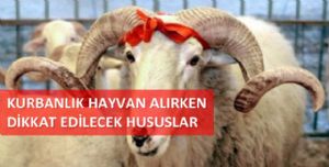 Kurbanlık Hayvan Alırken Dikkat Edilecek Hususlar