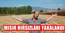 MISIR HIRSIZLARI YAKAYI ELEVERDİ