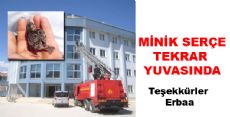 Minik Serçe Tekrar Yuvasında