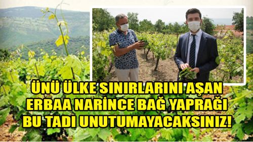 NARİNCE BAĞ YAPRAĞININ BAŞKENTİ ERBAA