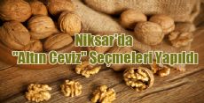 Niksar'da ALTIN CEVİZ Seçmeleri Yapıldı