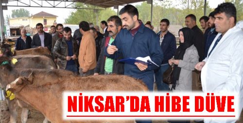 Niksar'da Genç Çiftçilere Damızlık Düve Dağıtıldı