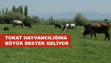 TOKAT HAYVANCILIĞINA BÜYÜK DESTEK GELİYOR