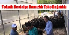 Tokatlı Besiciye Damızlık Teke Dağıtıldı