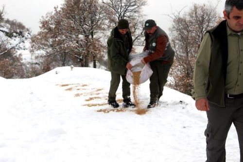 Tokat'ta Yaban Hayvanları İçin Doğaya 4 Ton Yem Bırakıldı