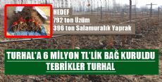 Turhal'da Bin 800 Dekarlık Modern Bağ Tesisi Kuruldu