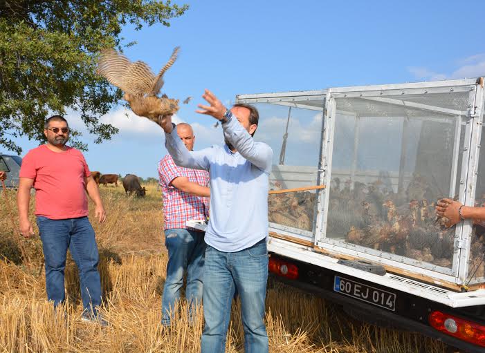 550 Sülün Doğaya Bırakıldı