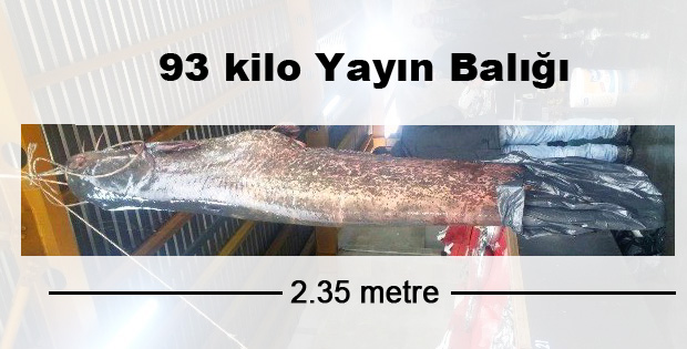 93 Kiloluk Yayın Balığı Olurmu