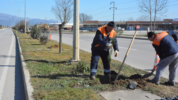 Erbaa Belediyesinden D-100 karayoluna fidan dikimi