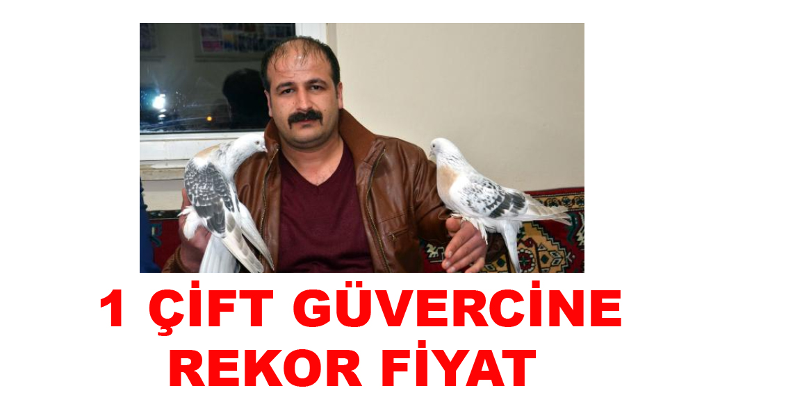 Tokat'ta Araba Fiyatına Güvercin Satıldı