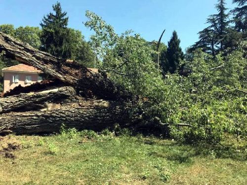 529 Yıllık Kavak Ağacı Devrildi