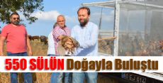 550 Sülün Doğaya Bırakıldı