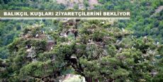 BALIKÇIL KUŞLARI ZİYARETÇİLERİNİ BEKLİYOR