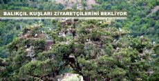 BALIKÇIL KUŞLARI ZİYARETÇİLERİNİ BEKLİYOR 