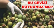 BU CEVİZİ DUYDUNUZ MU?