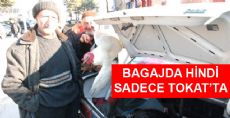 Bagaj'da Hindi Satışı Başladı