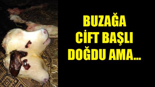 Çift başlı dünyaya gelen buzağı, 1 saat sonra öldü