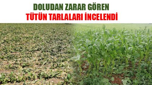 Doludan Zarar Gören Tütün Tarlaları İncelendi