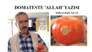 Domateste 'ALLAH' Yazısı