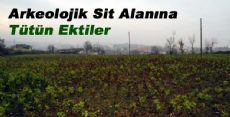 Erbaa 'da Arkeolojik Sit Alanına Tütün Ektiler