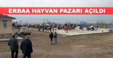 Erbaa Hayvan Pazarında Hareketlilik